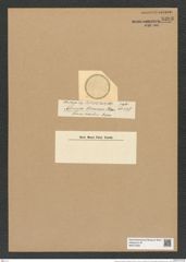 Actinocyclus oliverianus O'Meara (de-Toni-Nr.: Genus 195, Species 4754) Zeichnungen Sammlung Grunow Nr. 8393 (NHMW-BOT-W0377826)